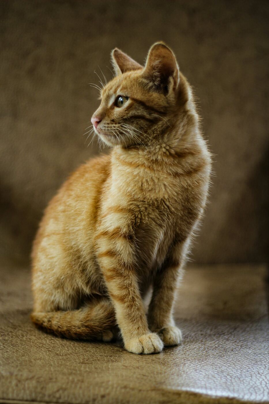 Mèo con