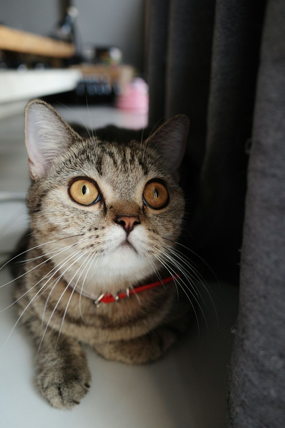 Mèo mướp