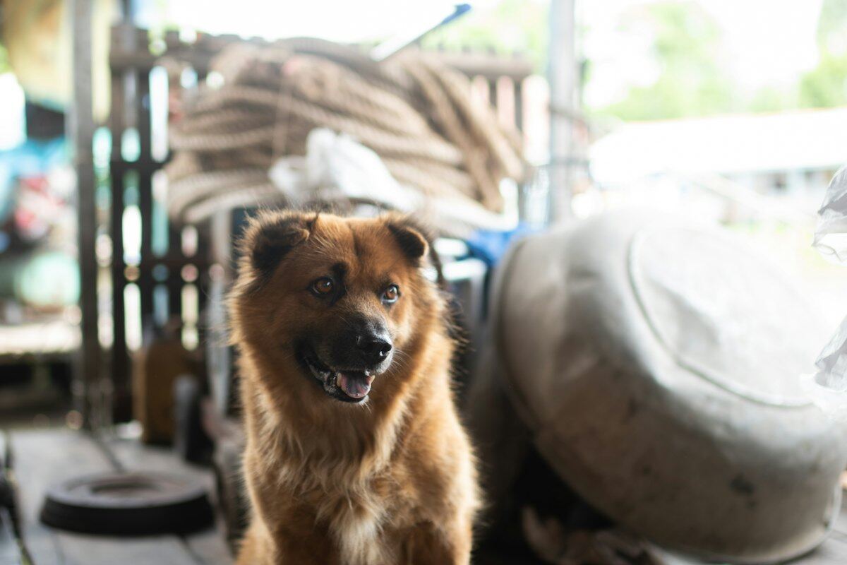 Chú chó Đốm ngồi trên sàn gỗ