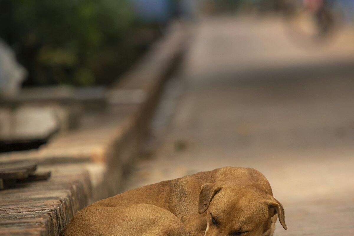 Chú chó nằm ngủ trên vỉa hè