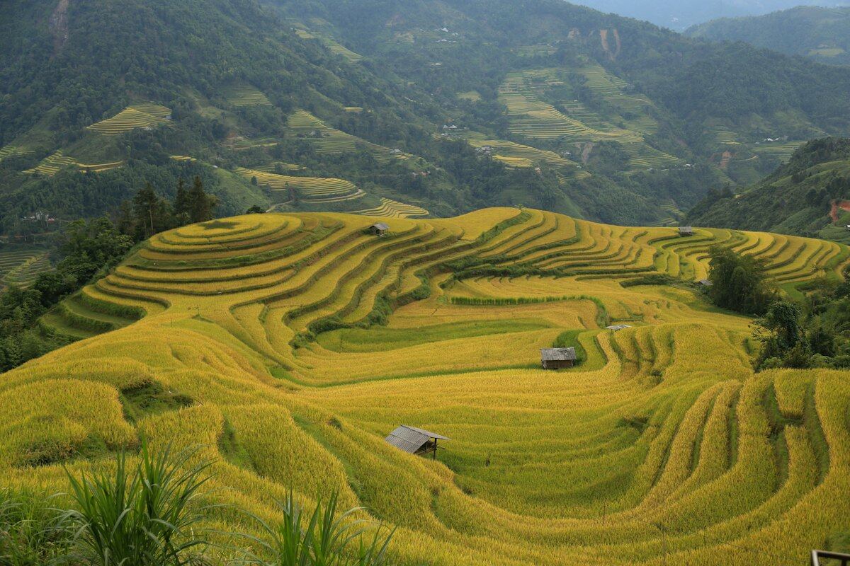 Ruộng bậc thang vùng cao mùa lúa chín